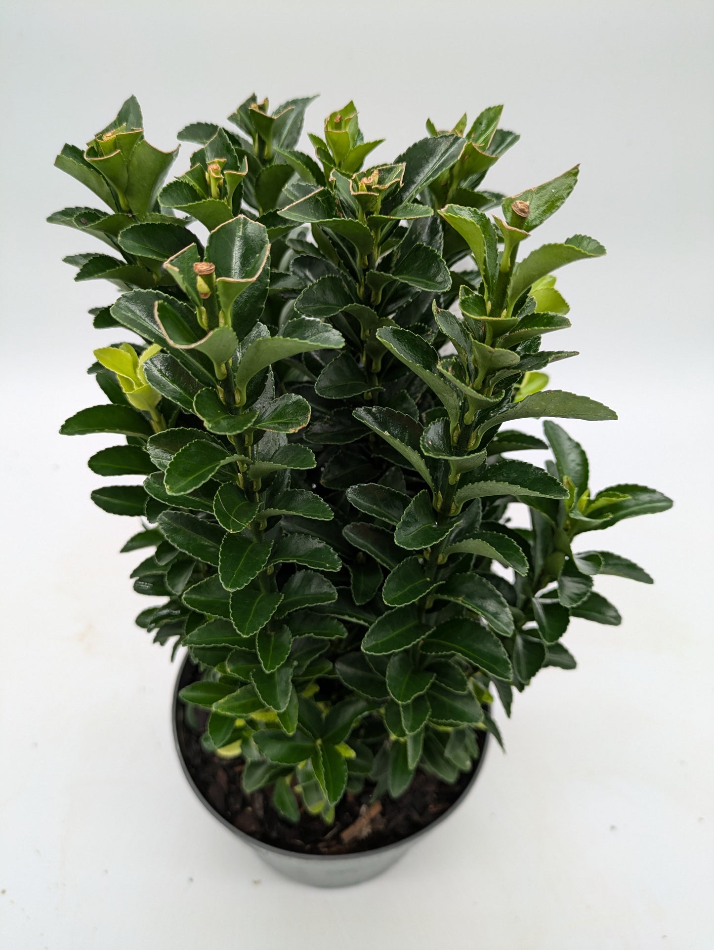 Euonymus Japonicus Paloma Blanca | 2 L Pot