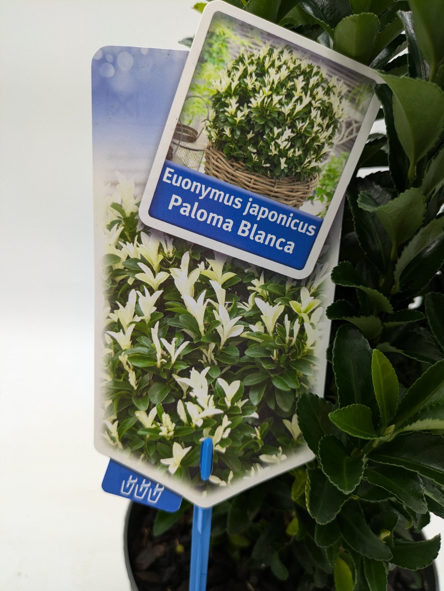 Euonymus Japonicus Paloma Blanca | 2 L Pot