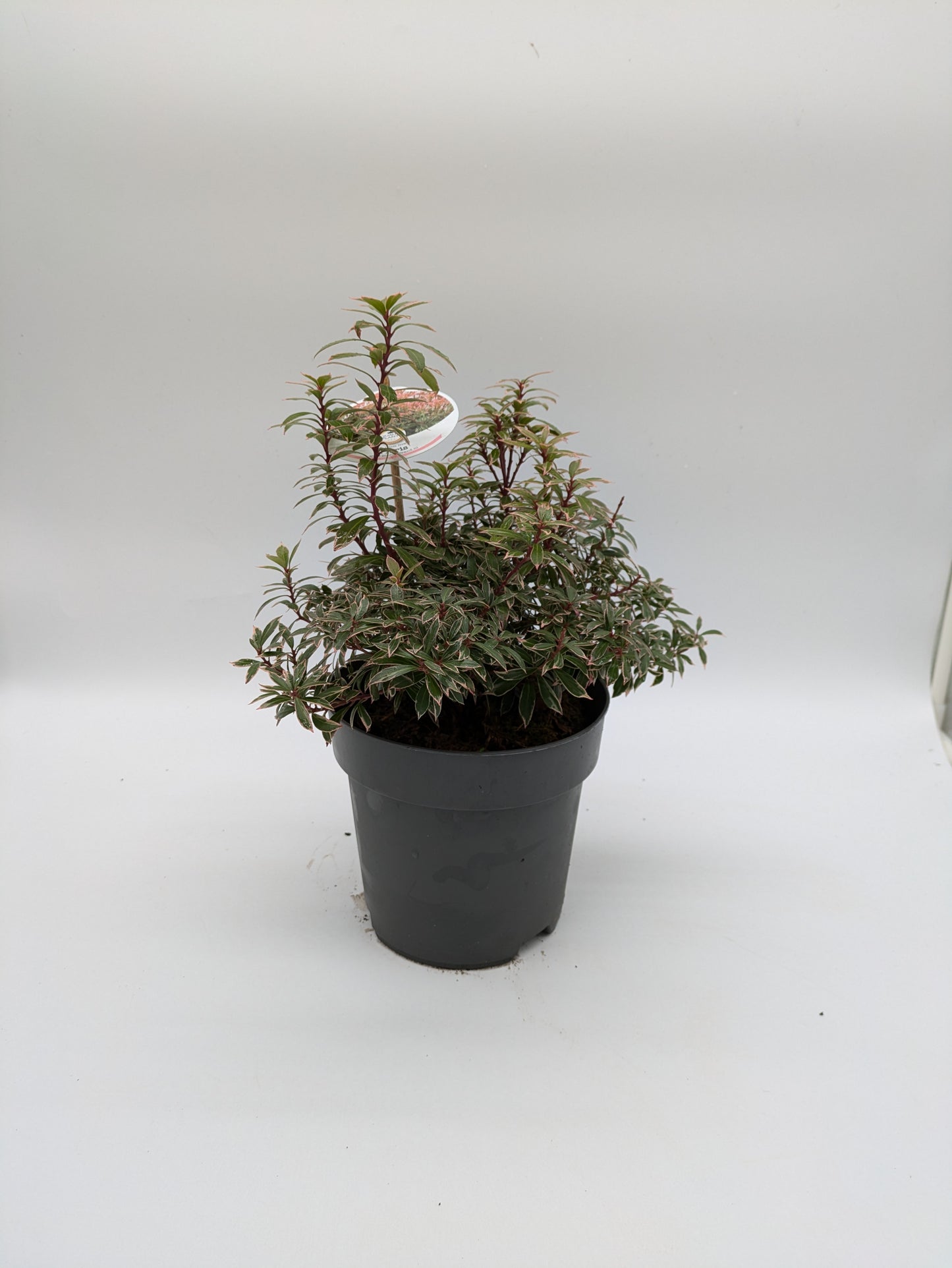 Pieris Varieties
