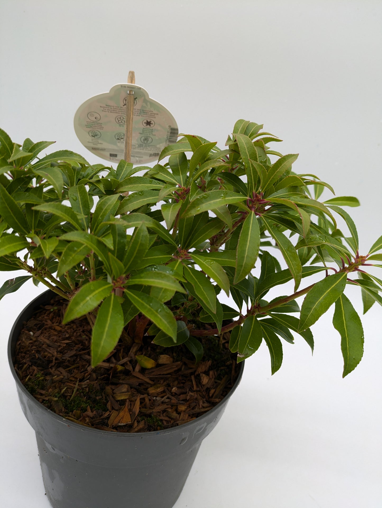 Pieris Varieties