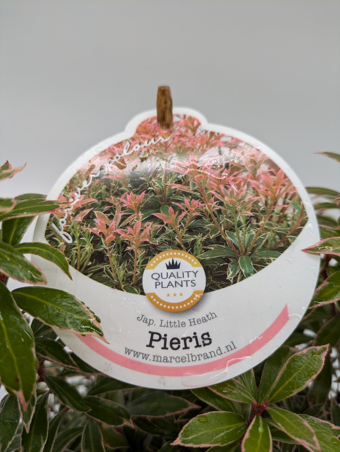 Pieris Varieties