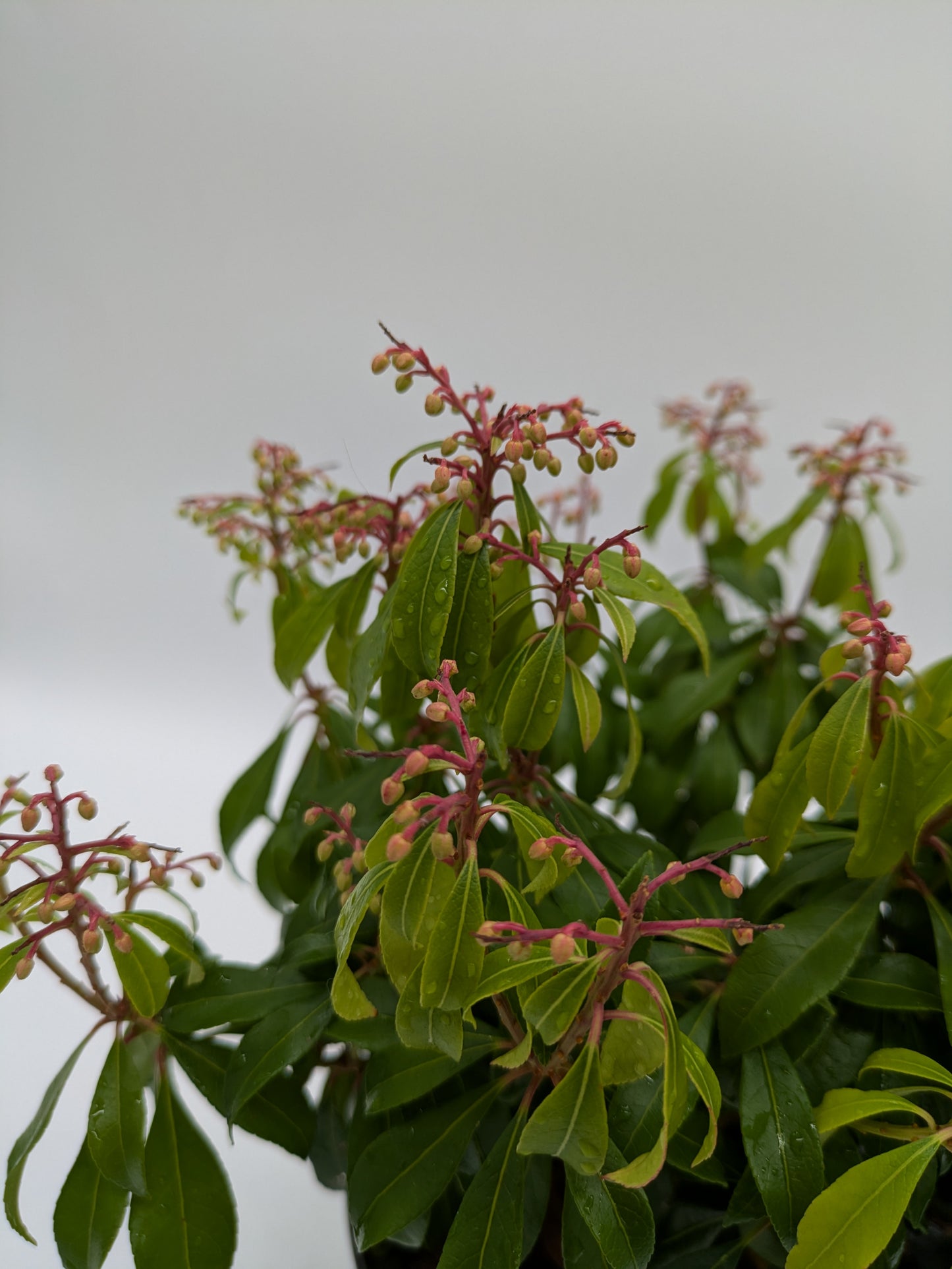 Pieris Varieties