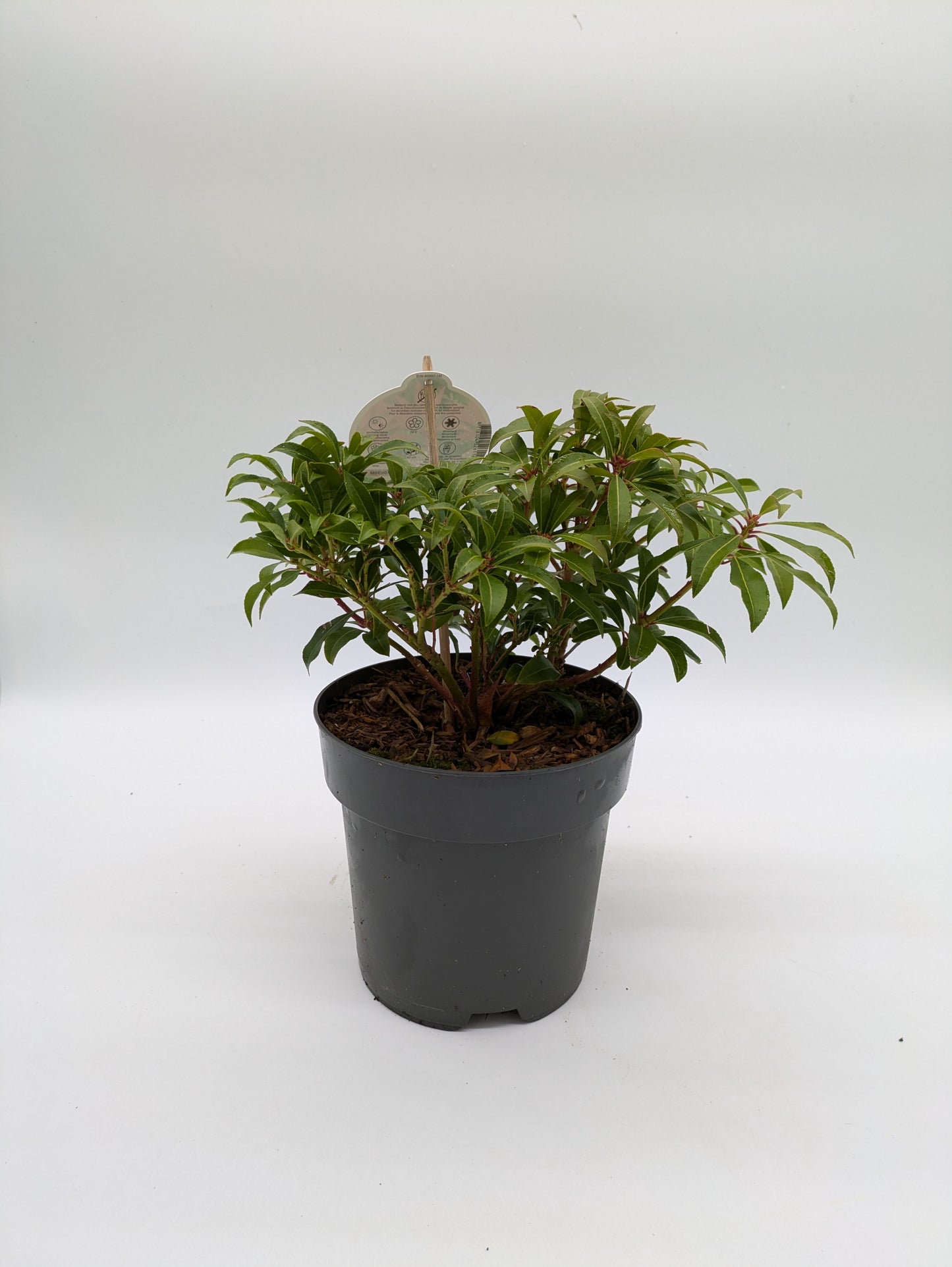 Pieris Varieties