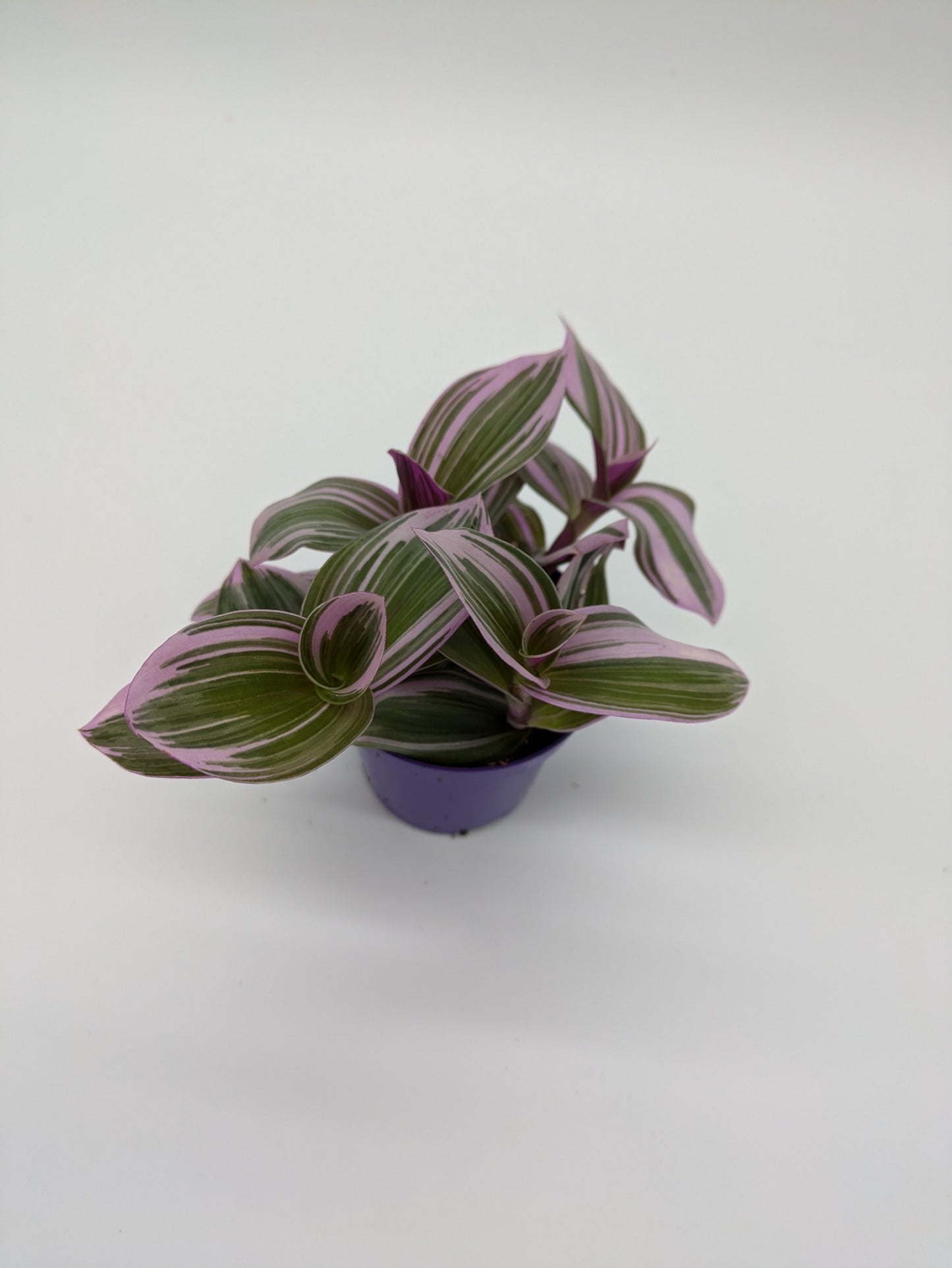 Tradescantia Nanouk