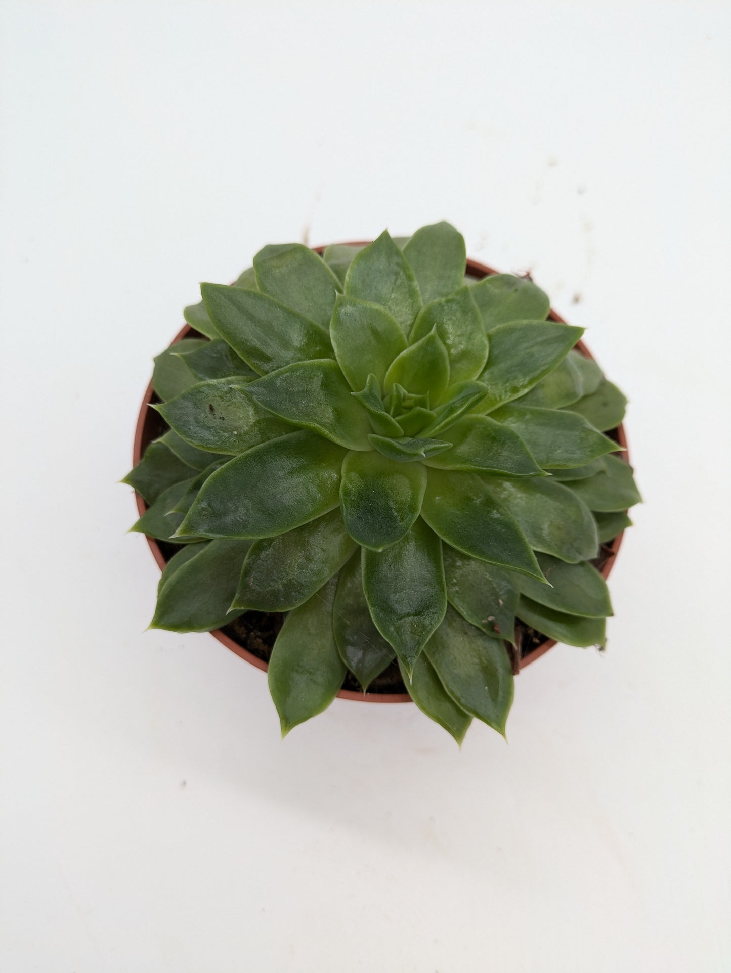 Echeveria
