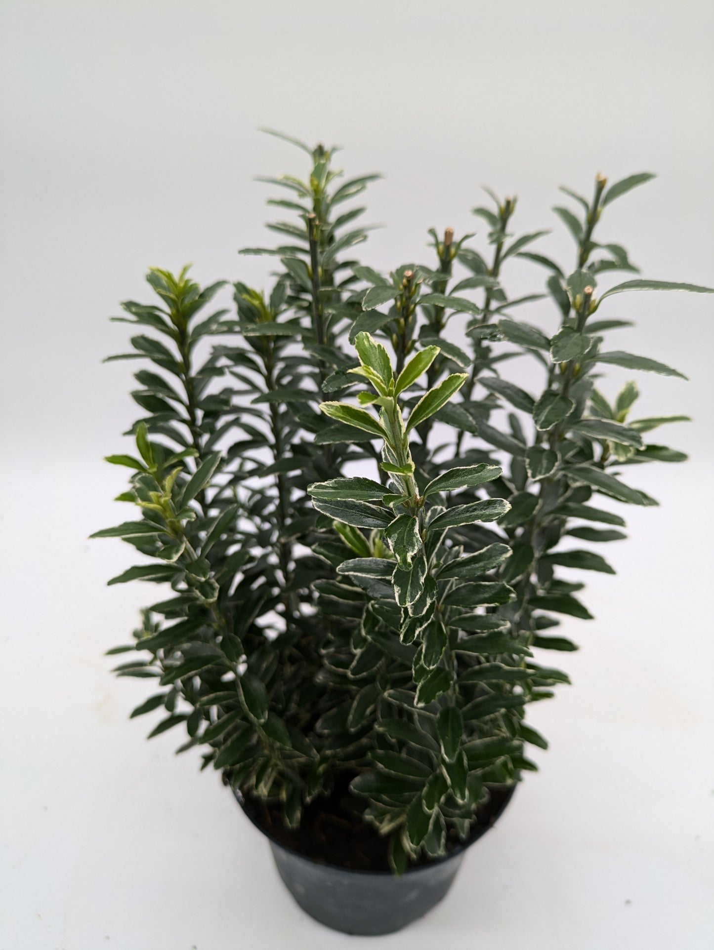 Euonymus Japonicus Albovariegatus | 2 L Pot