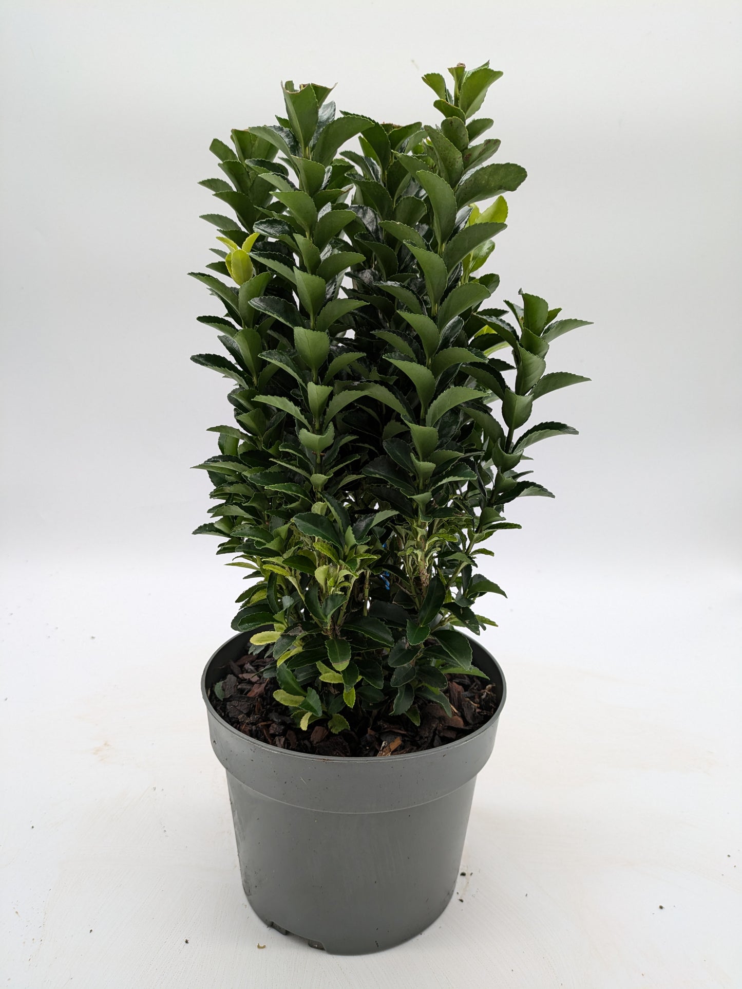 Euonymus Japonicus Paloma Blanca | 2 L Pot