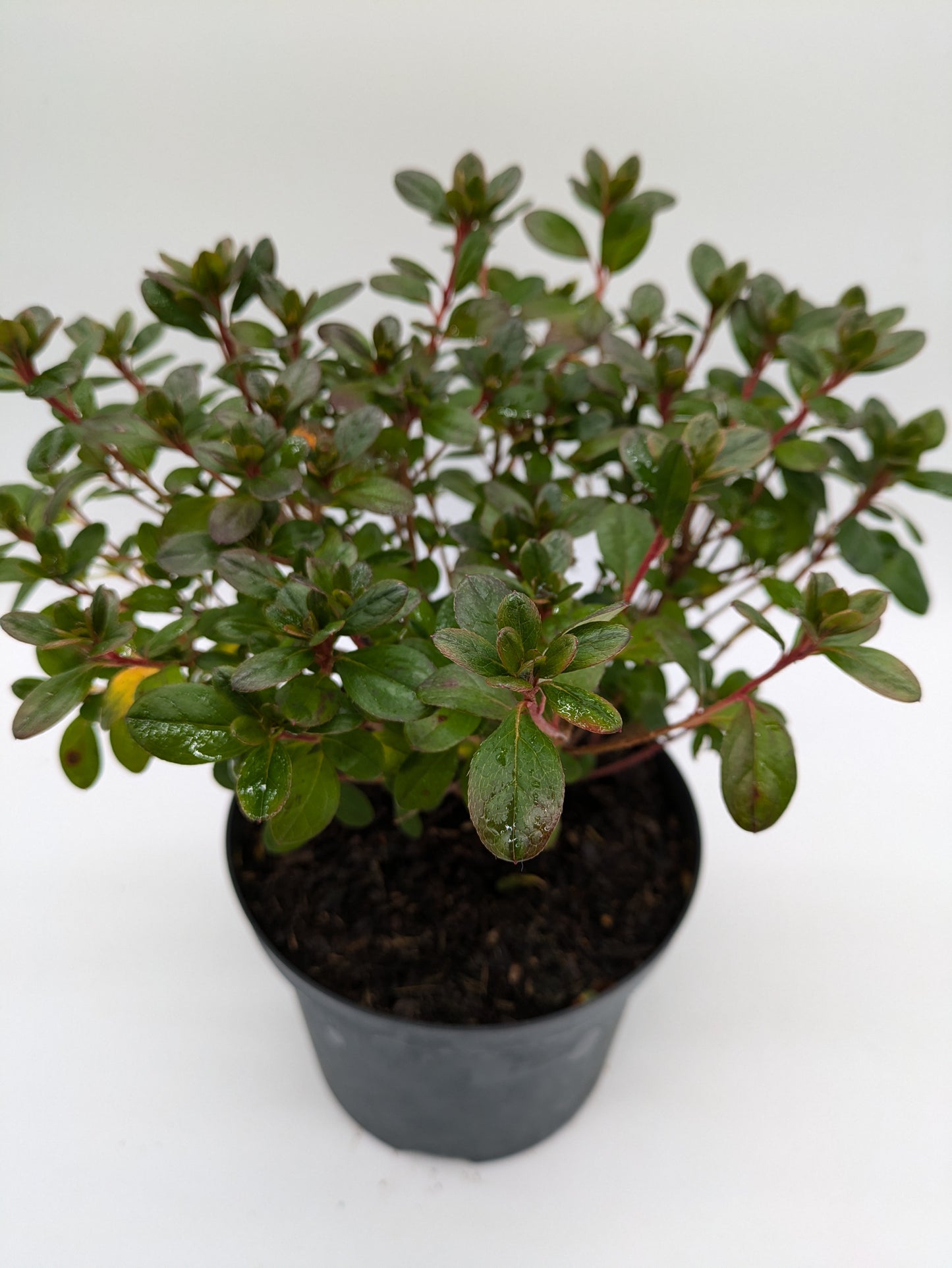2 L Rhododendron "Mothersday