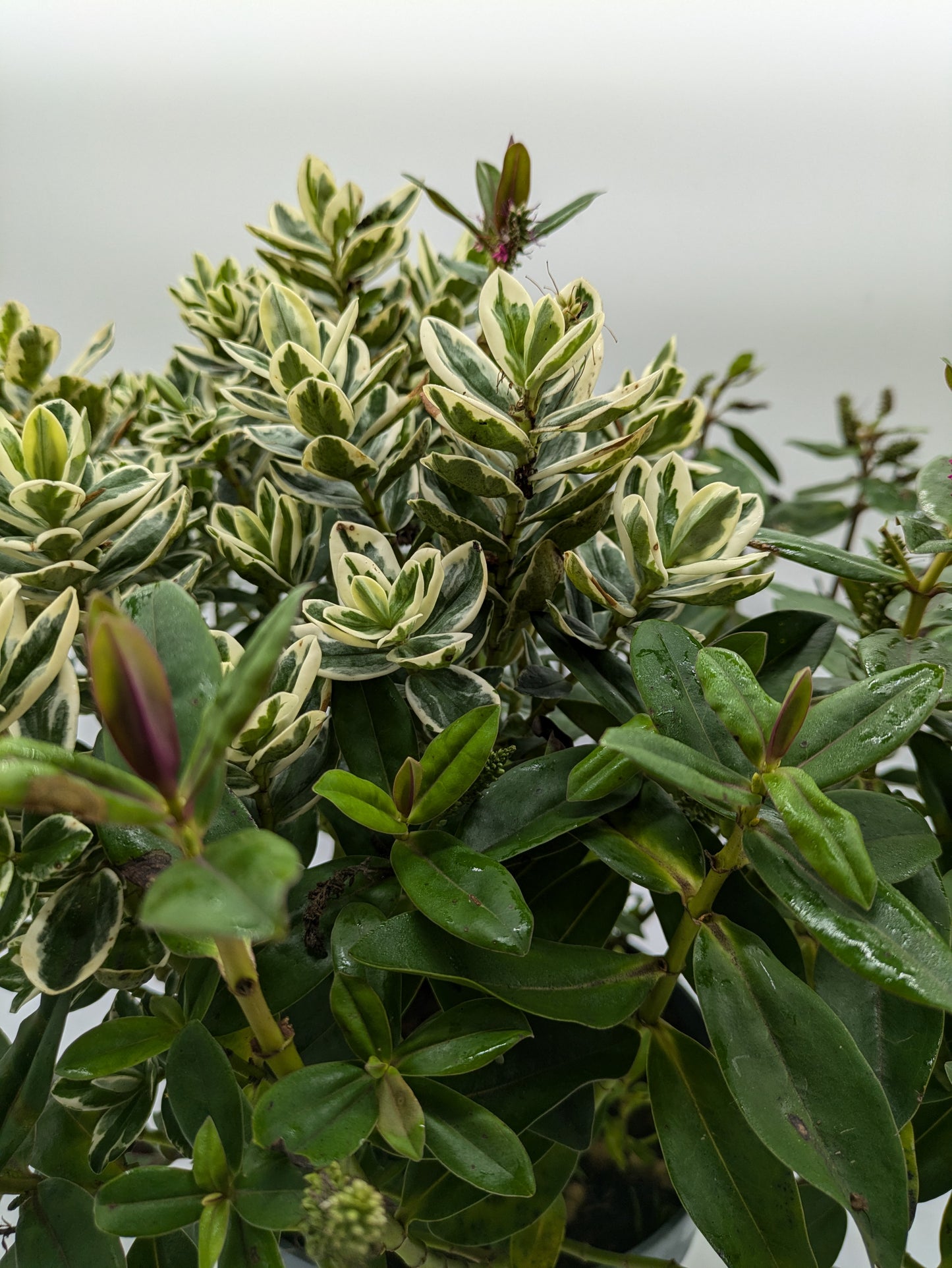 XXL Hebe Tricolour | 5 L