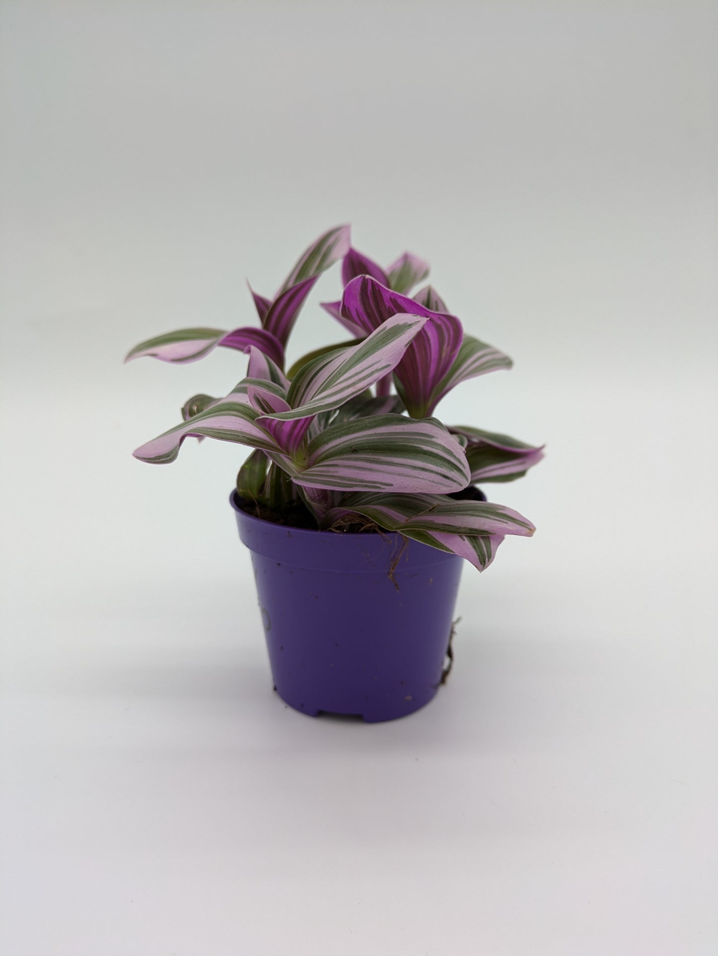 Tradescantia Nanouk