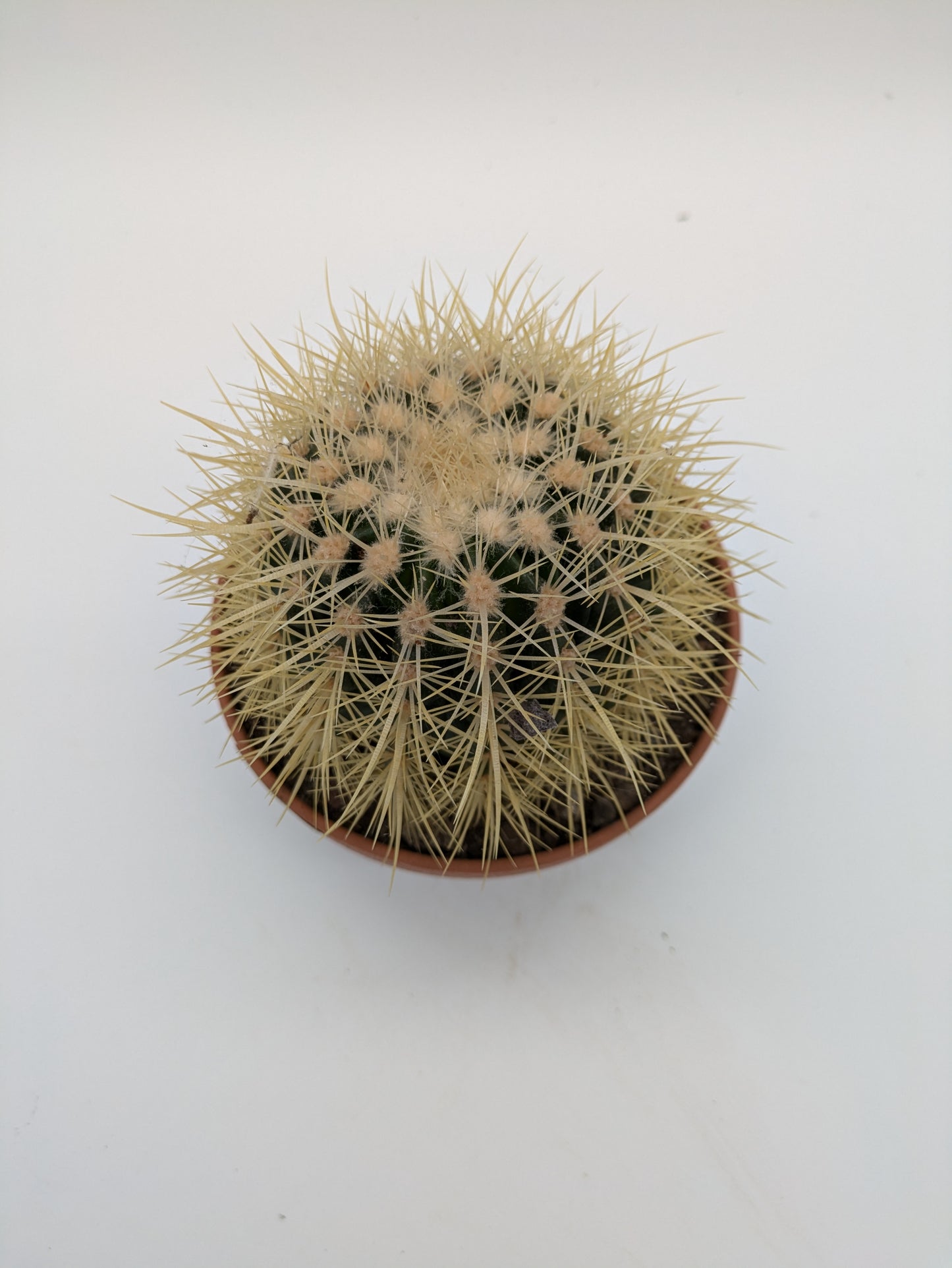 Echinocactus Grunsonii