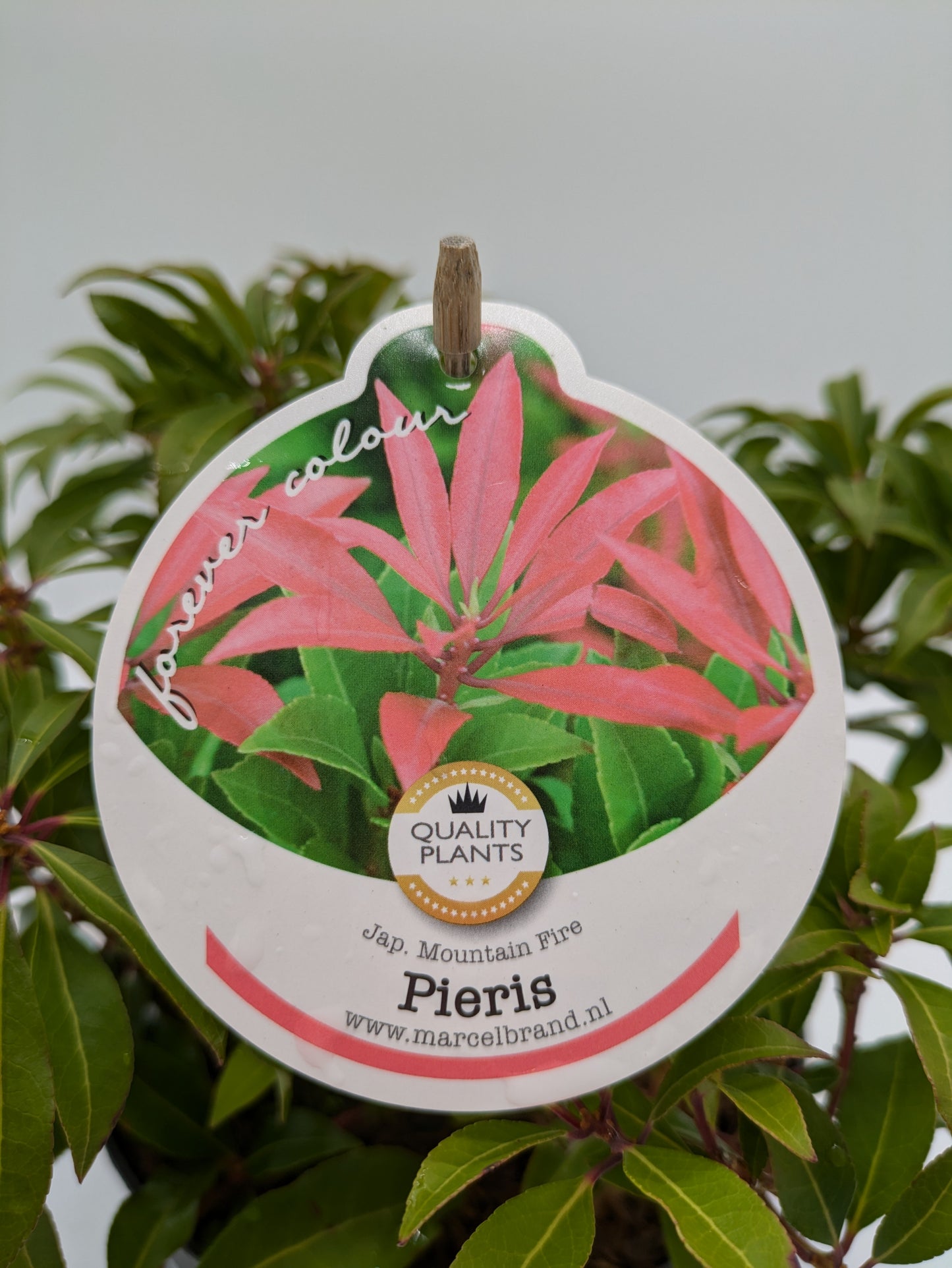 Pieris Varieties