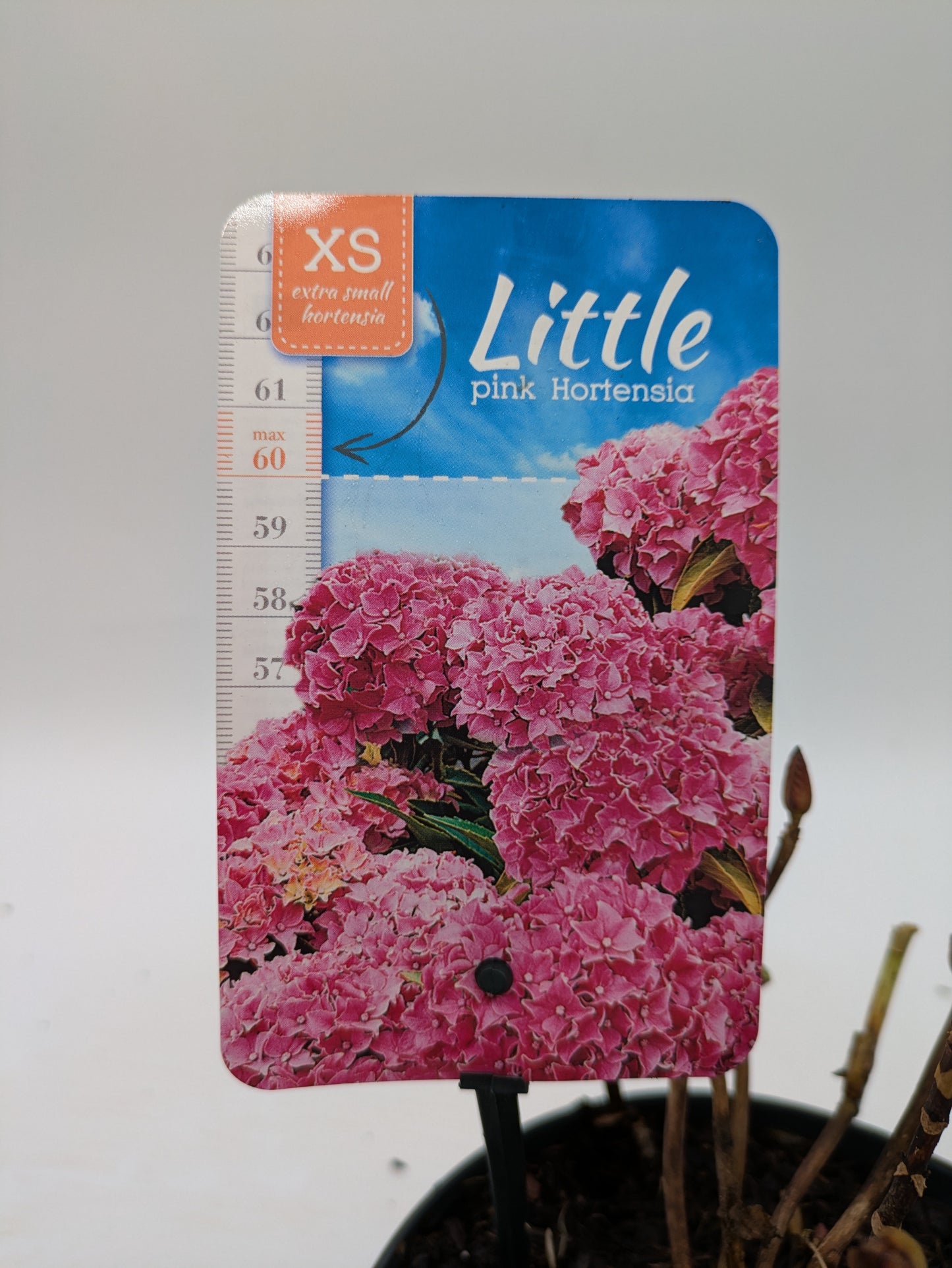 Dwarf Hydrangea "Little Hortensia" | 2 L Pot