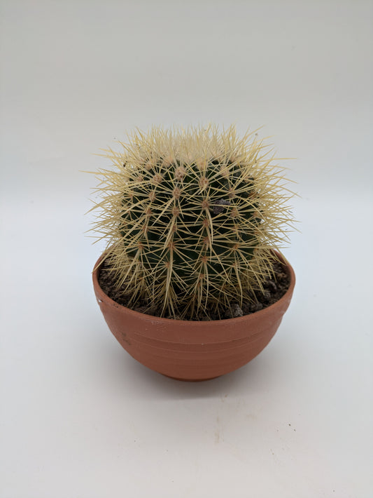 Echinocactus Grunsonii