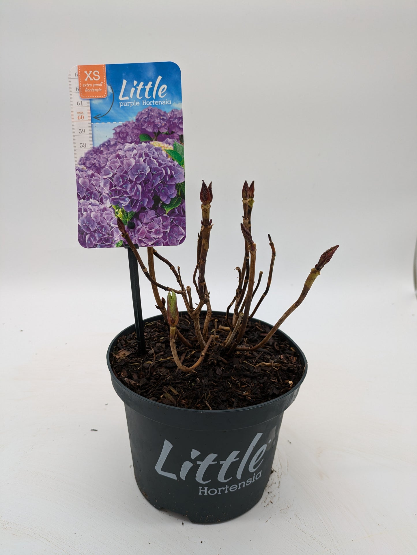 Dwarf Hydrangea "Little Hortensia" | 2 L Pot