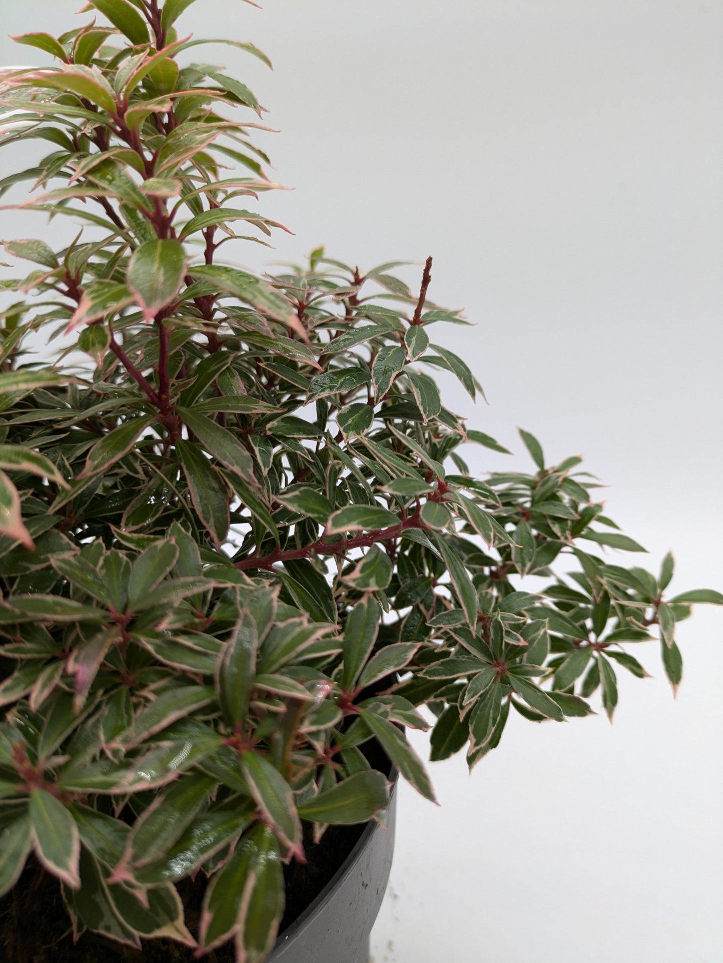 Pieris Varieties