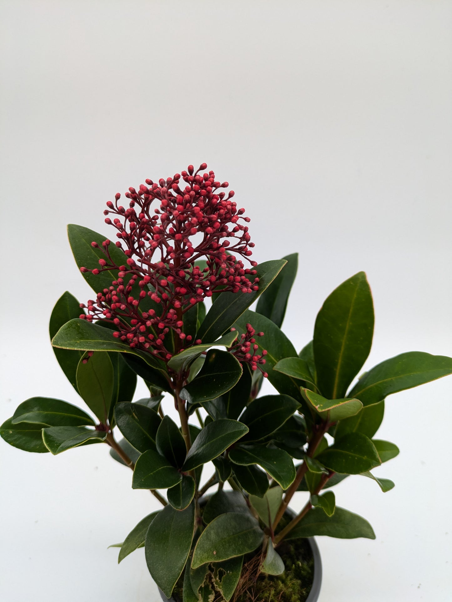 Skimmia Japonica Rubella | various Sizes
