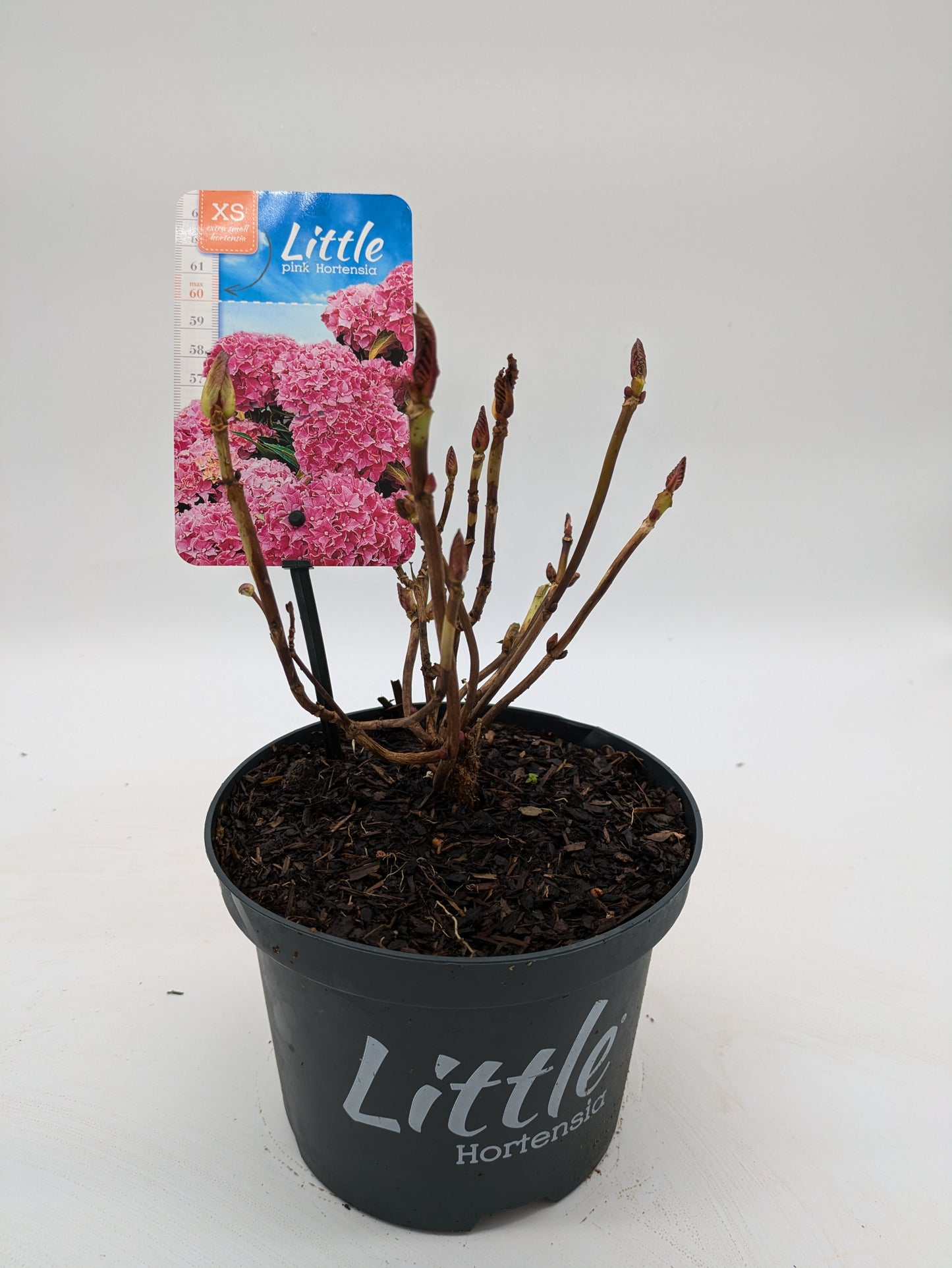 Dwarf Hydrangea "Little Hortensia" | 2 L Pot