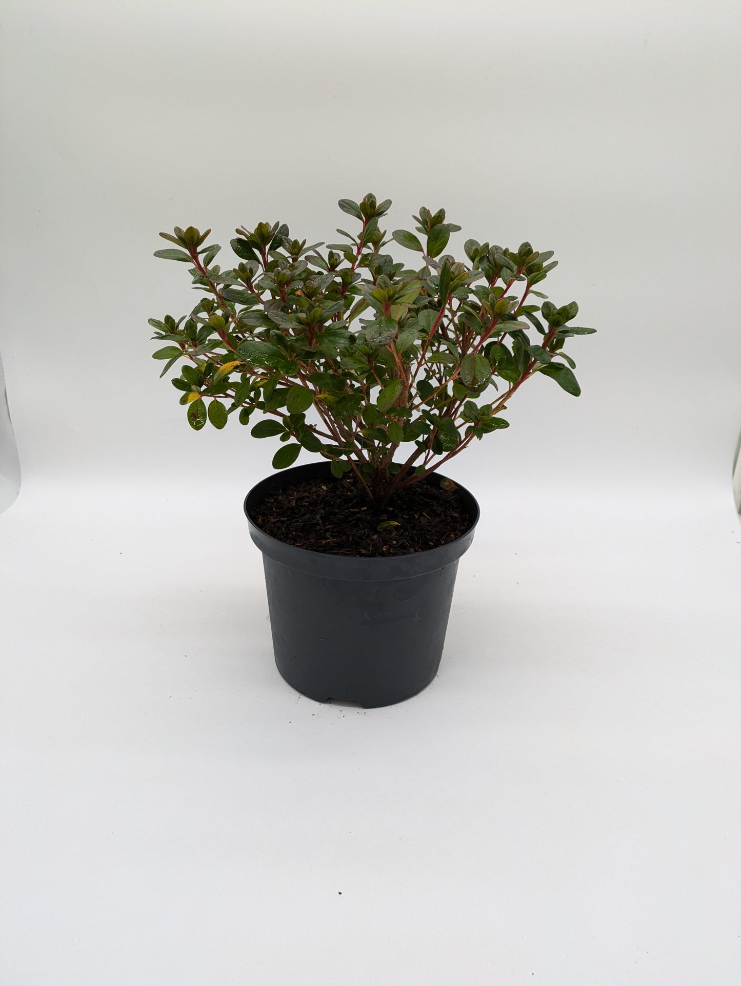 2 L Rhododendron "Mothersday