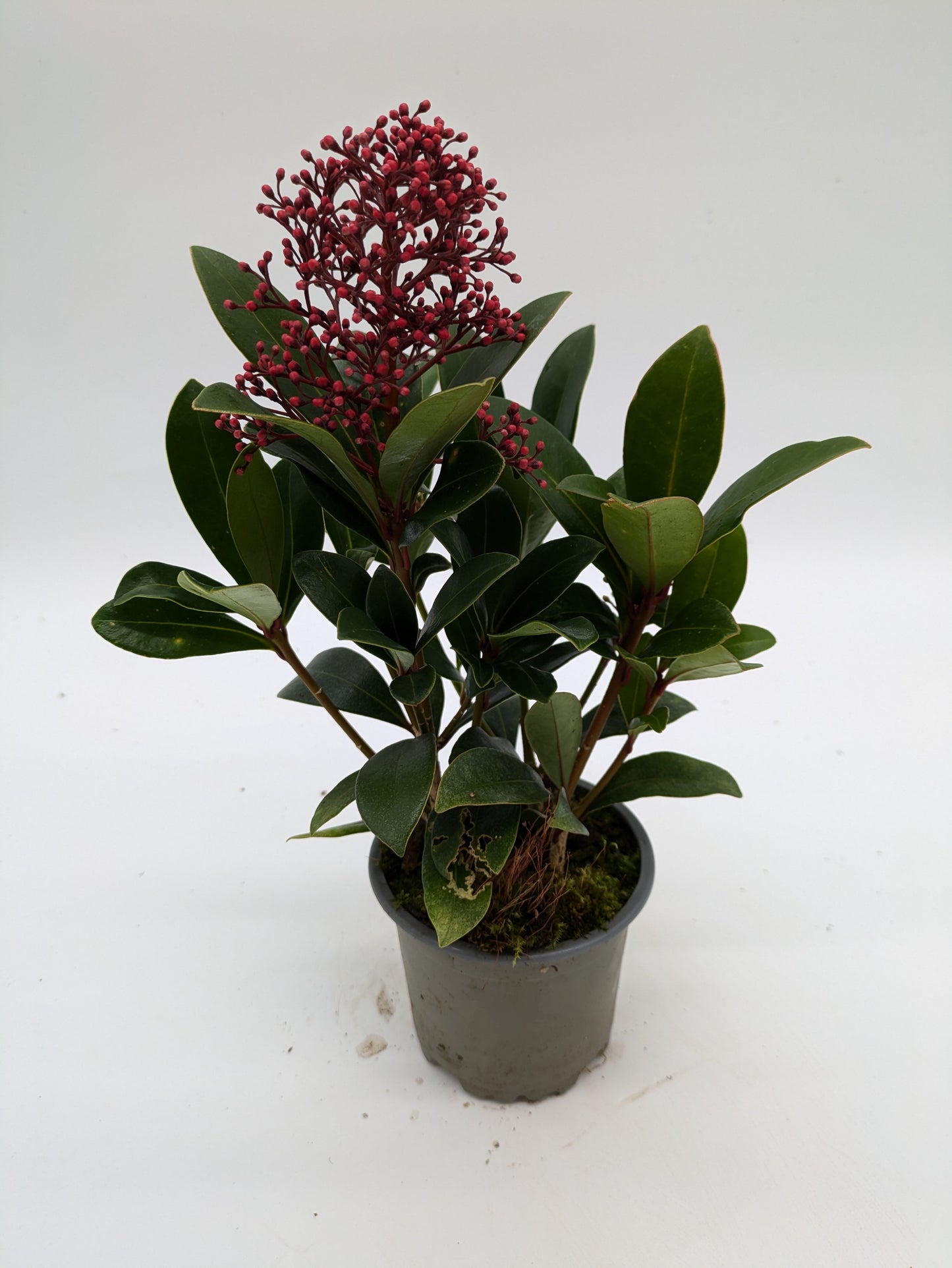 Skimmia Japonica Rubella | various Sizes