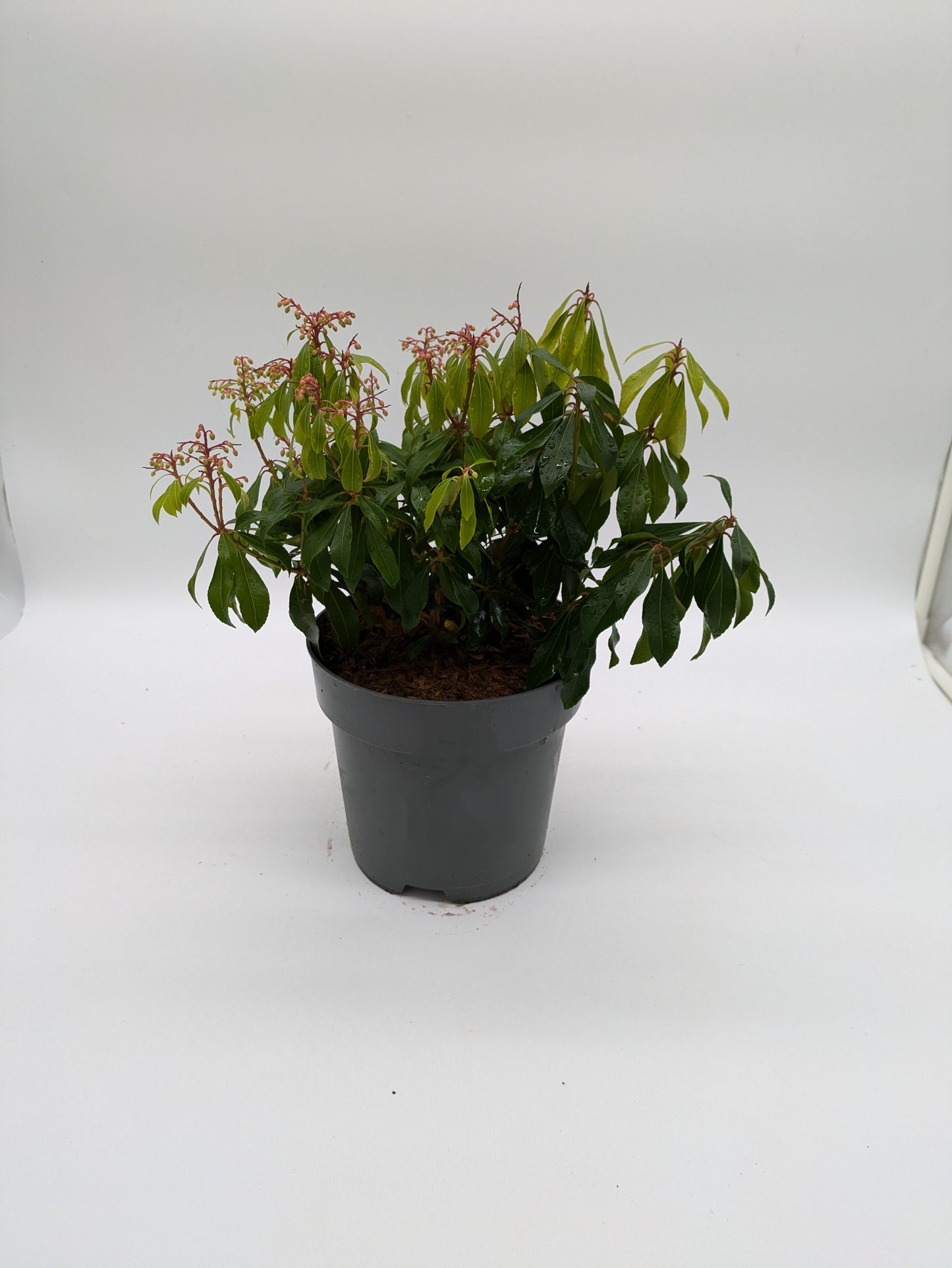 Pieris Varieties
