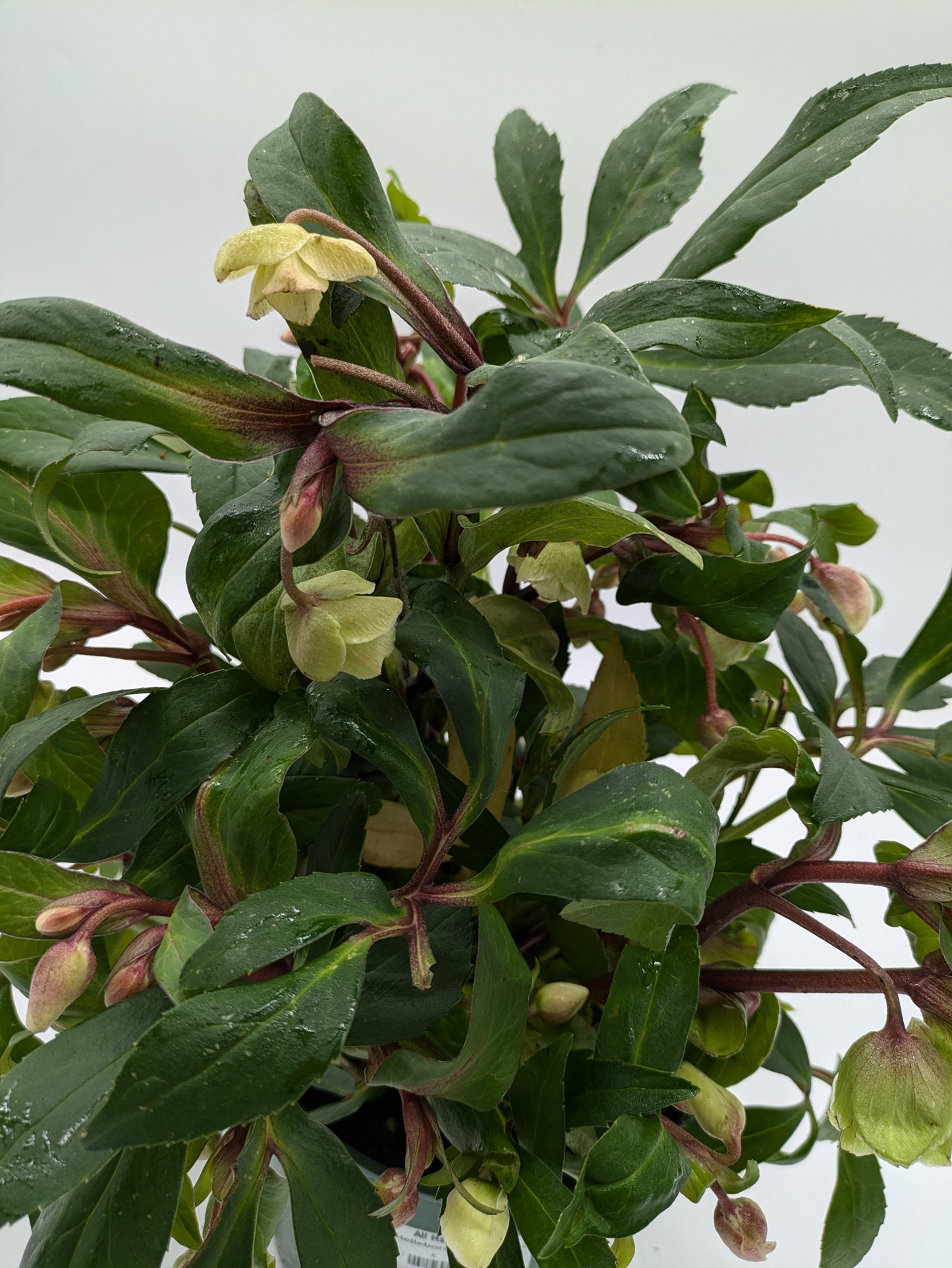 Hellebore Winterbells | 3 L Pot