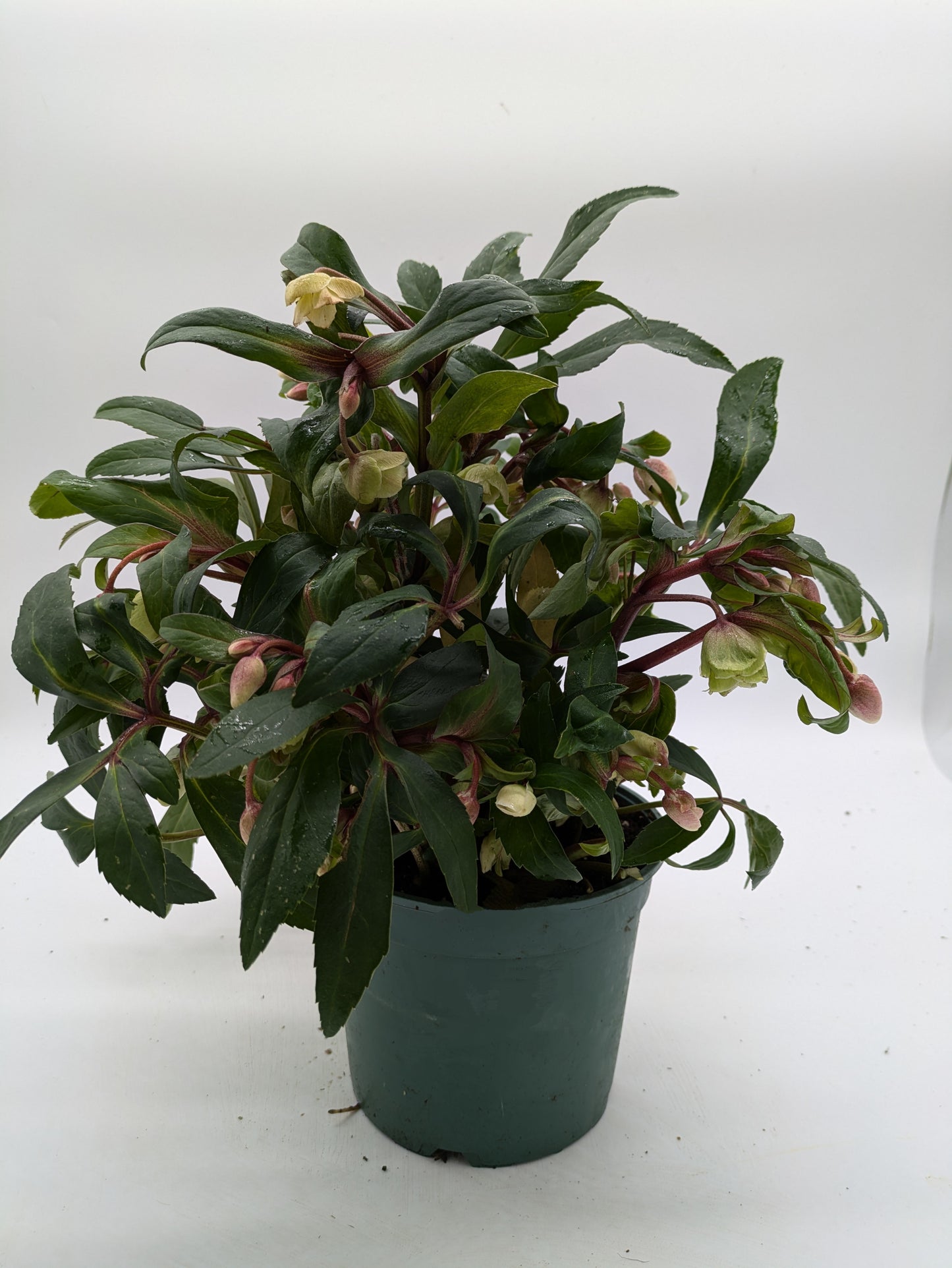 Hellebore Winterbells | 3 L Pot