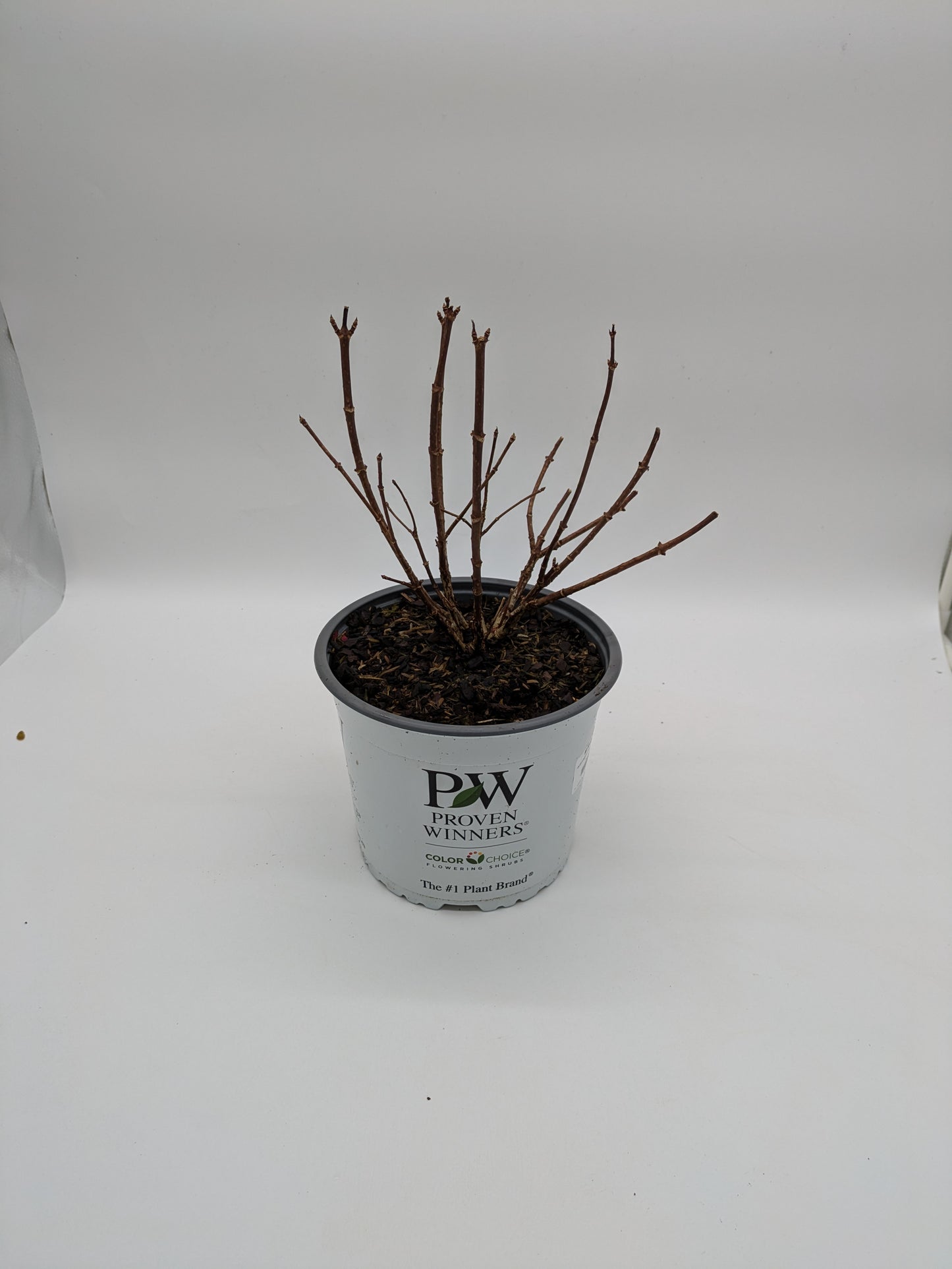3 L Hydrangea Paniculata Little Quick Fire