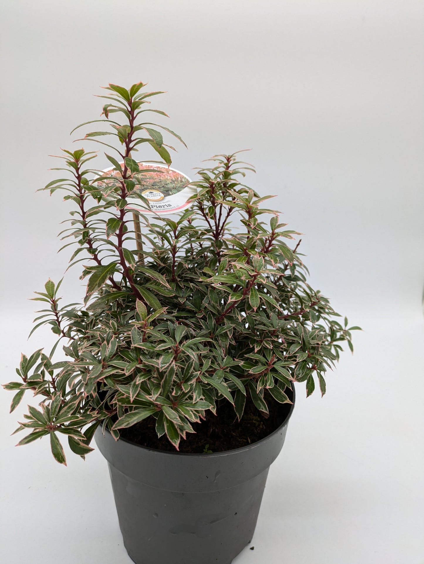 Pieris Varieties
