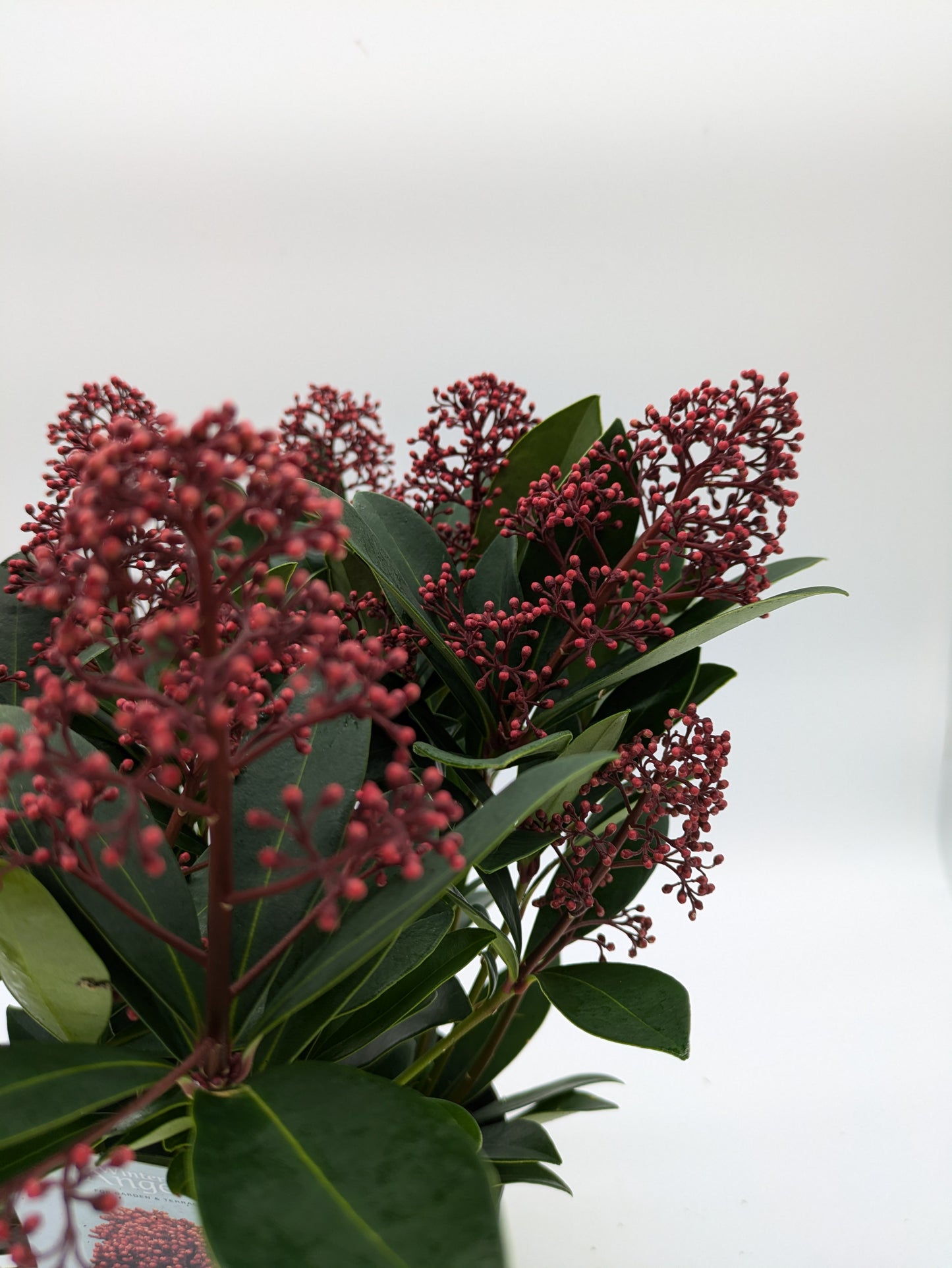 Skimmia Japonica Rubella | various Sizes