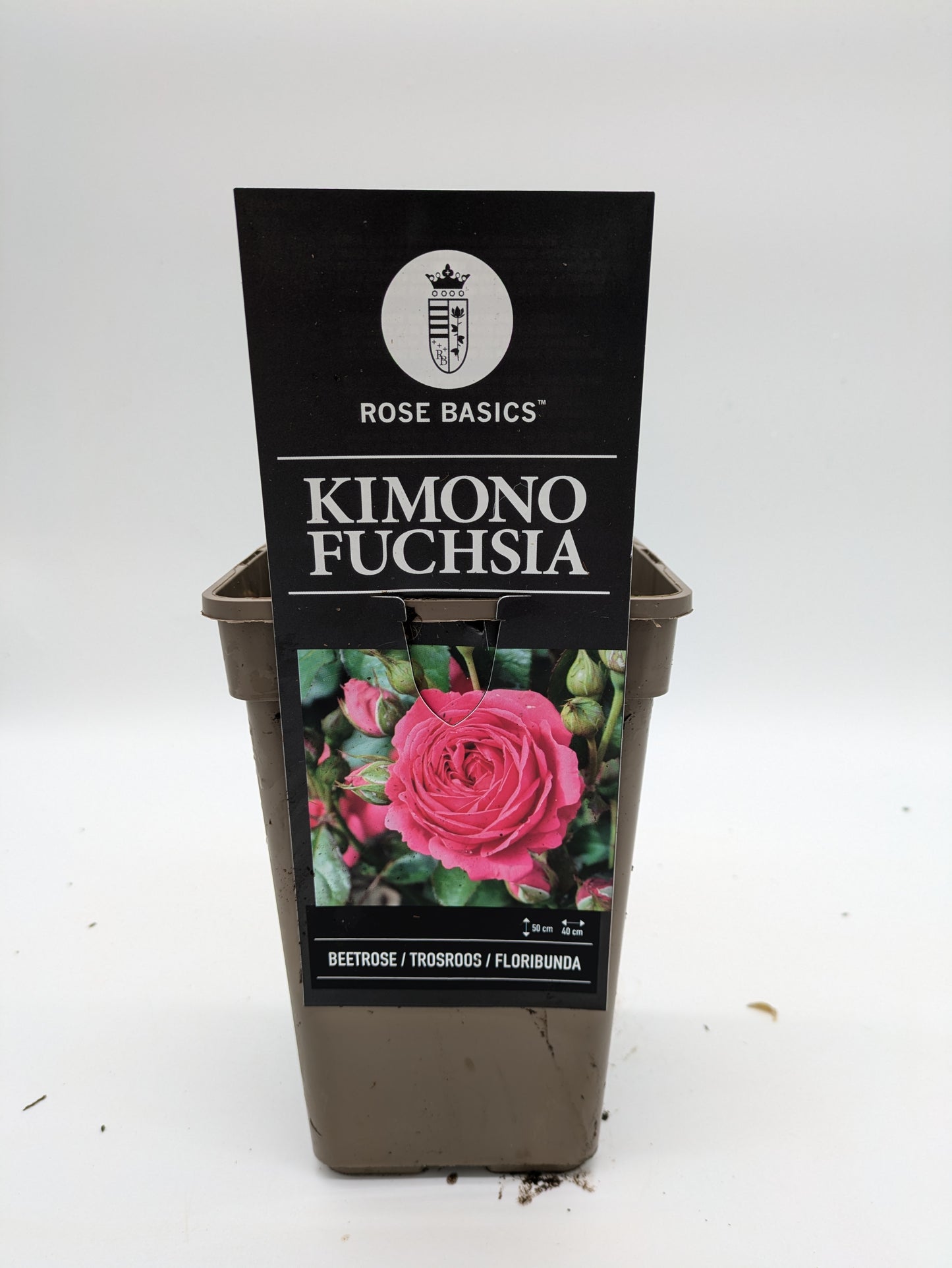 Floribunda Roses