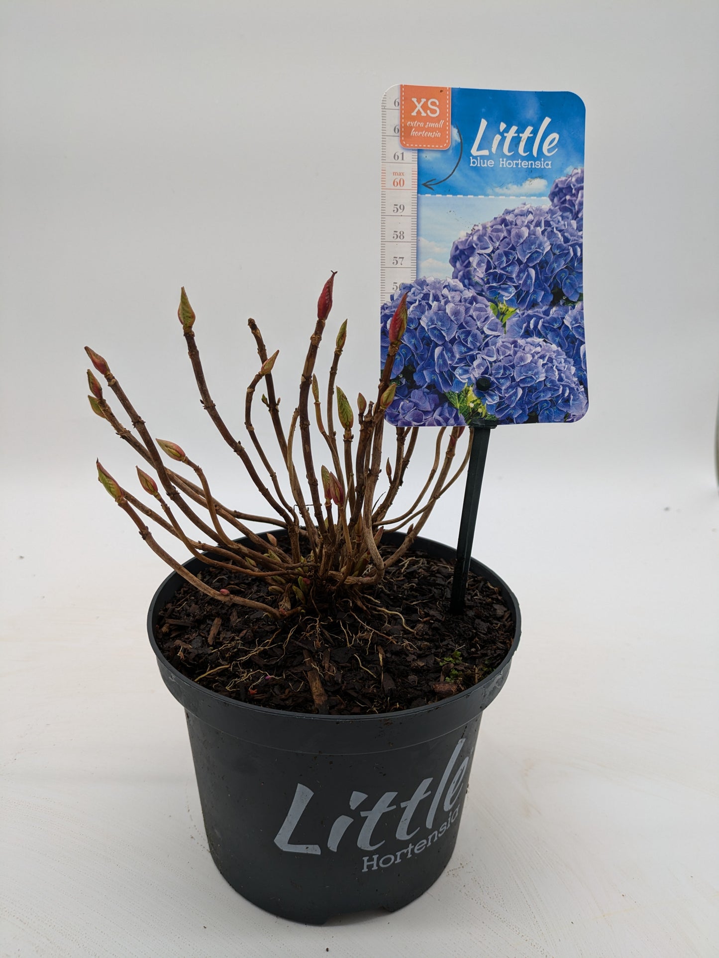 Dwarf Hydrangea "Little Hortensia" | 2 L Pot