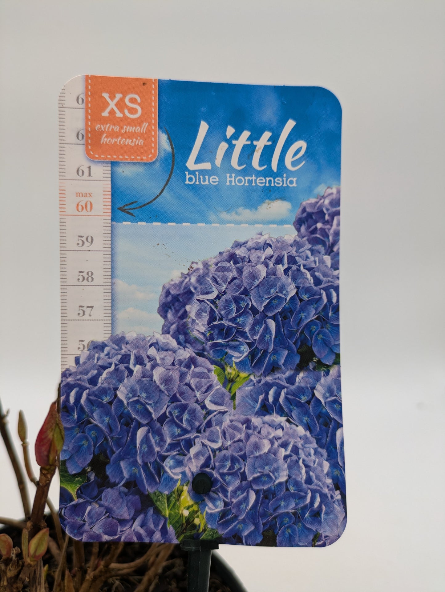 Dwarf Hydrangea "Little Hortensia" | 2 L Pot