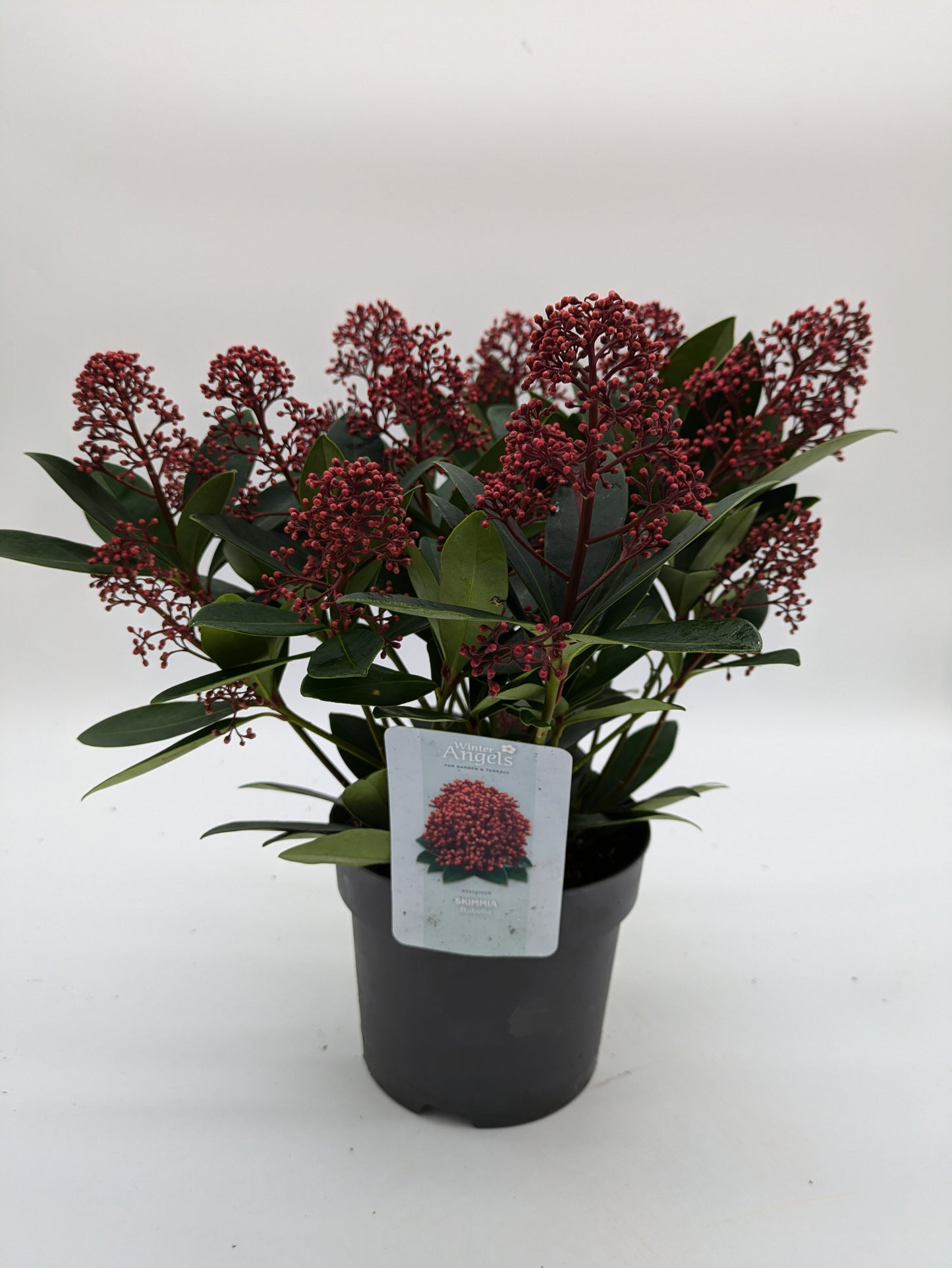 Skimmia Japonica Rubella | various Sizes