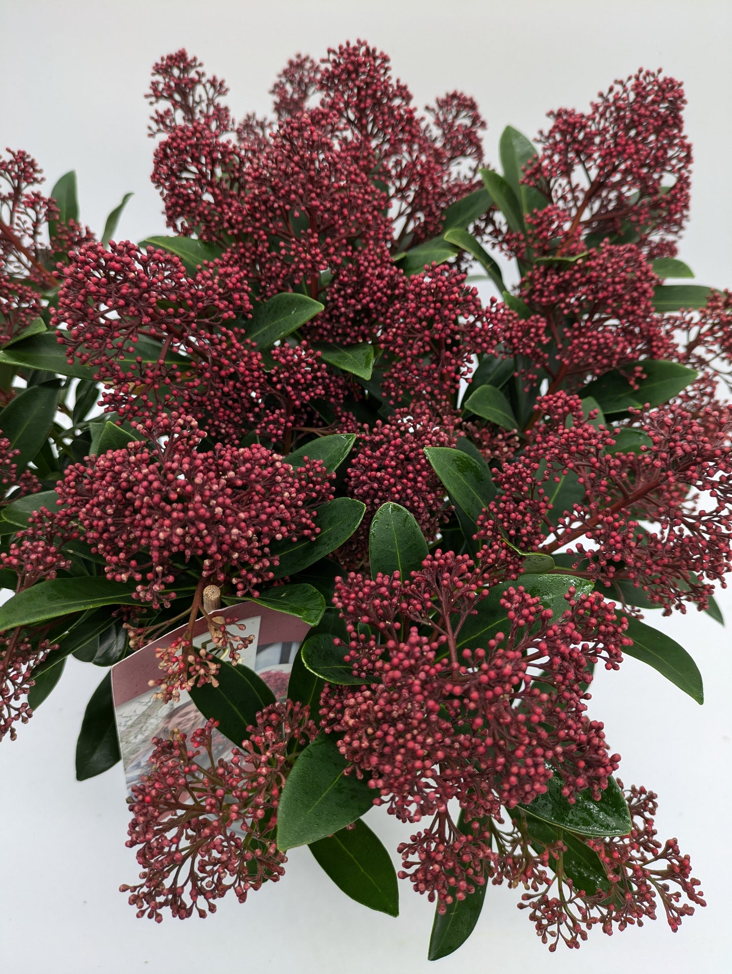 Skimmia Japonica Rubella | various Sizes
